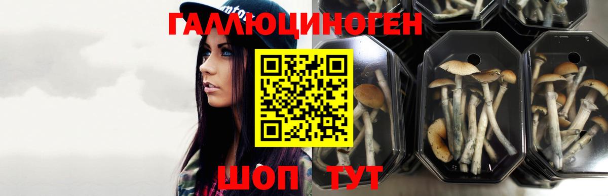 Галлюциногенные грибы GOLDEN TEACHER Киселёвск